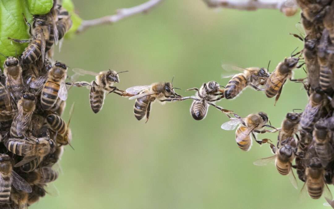 Erfolgreich organisiert seit über 25 Millionen Jahren: Was können wir von den Bienen lernen?